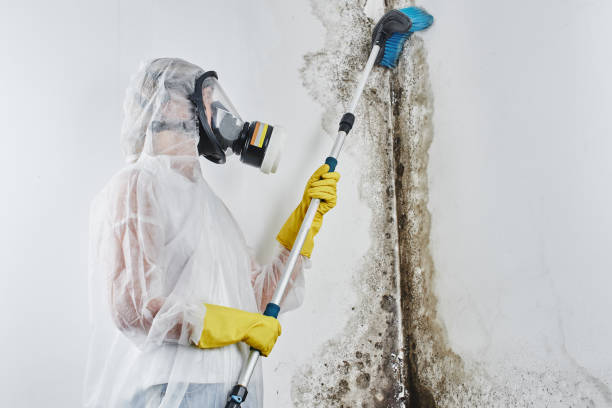 Best Basement Mold Removal  in USA